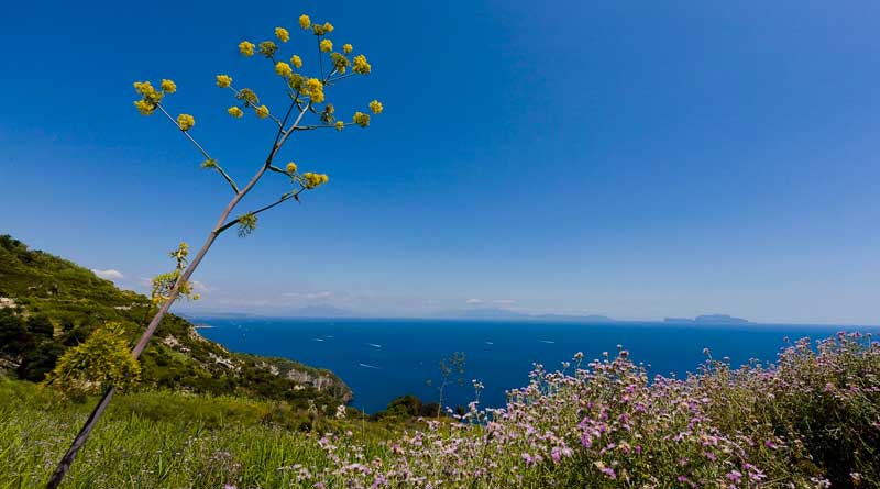 Hotel Marzo Ischia: i 5 migliori hotel