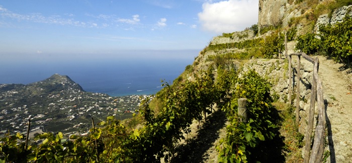 Vigneti Ischia Casa D'Ambra