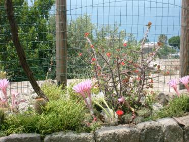Offerte Hotel Villa Cimmentorosso | Forio | Categoria 3 stelle | Entrata Hotel Villa Cimmento Rosso-Forio-Isola d'Ischia