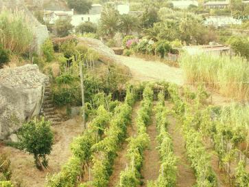 Offerte Hotel Villa Cimmentorosso | Forio | Categoria 3 stelle | Entrata Hotel Villa Cimmento Rosso-Forio-Isola d'Ischia